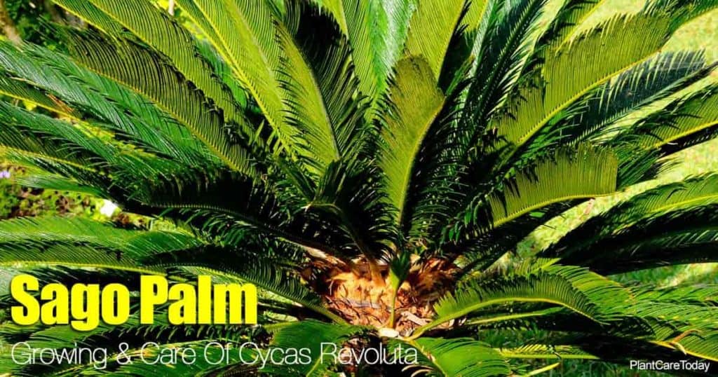 Sago Palm Care A Cycas Revoluta Growing Guide