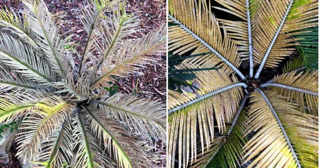 Sago Palm Fungus And Disease