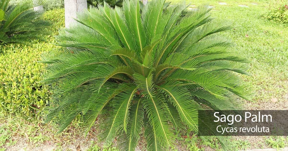 Sago palm growing inn the landscape