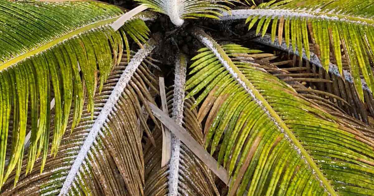 Asian scale covering leaves of sago plant