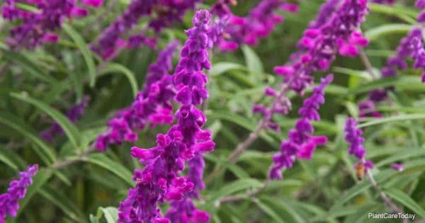 Blooming Salvia Leucantha