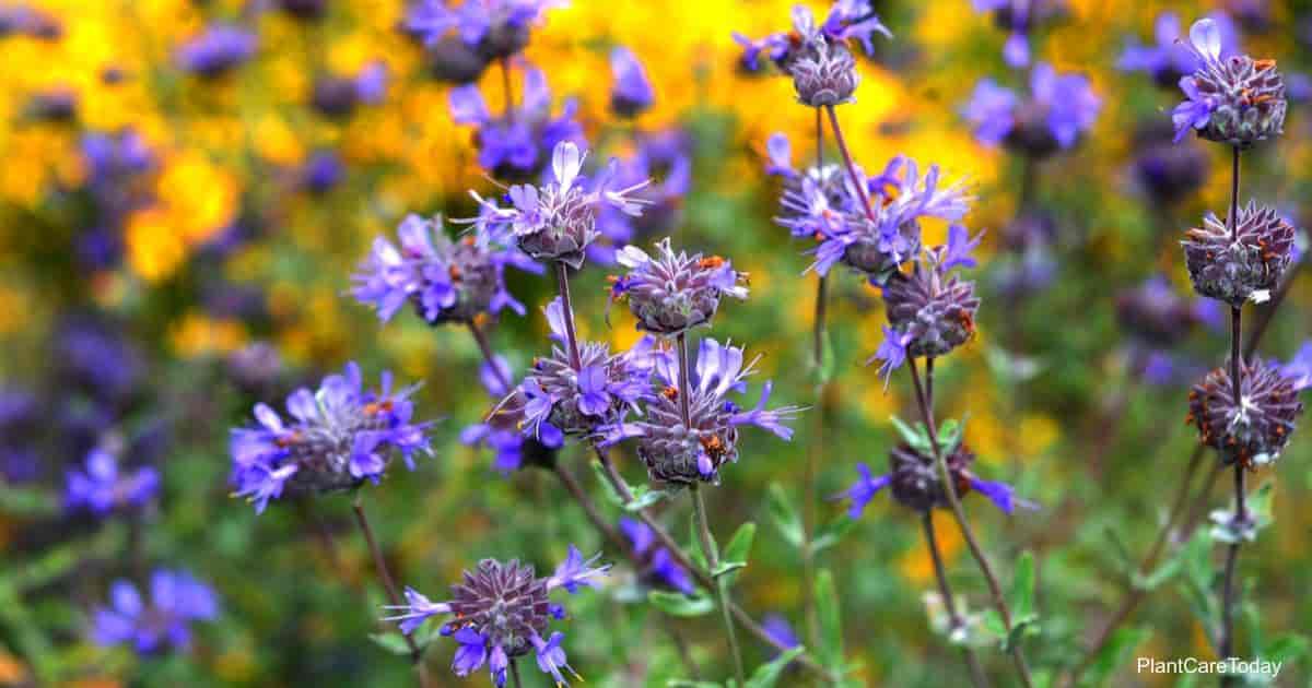 purple blooming Salvia leucophylla