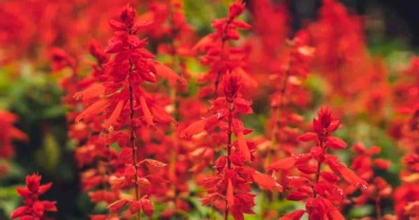 Red blooms of the Scarlet Sage (Salvia Splendens)