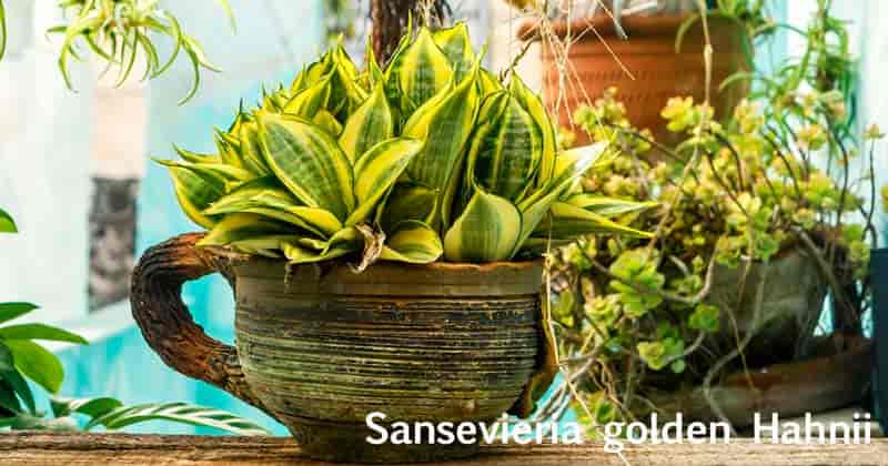 bird nest Sansevieria golden Hahnii planted in a bowl in Cuba