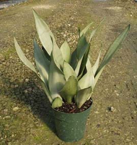 sansevieria moonshine 6" - inch pot 