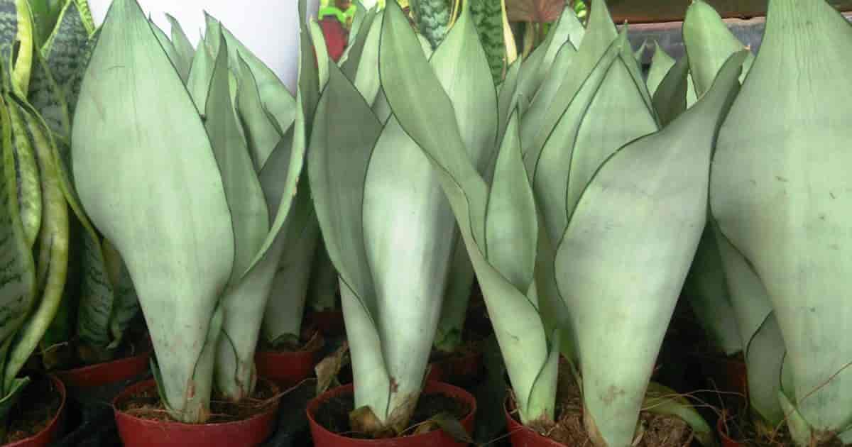 light green snake plant