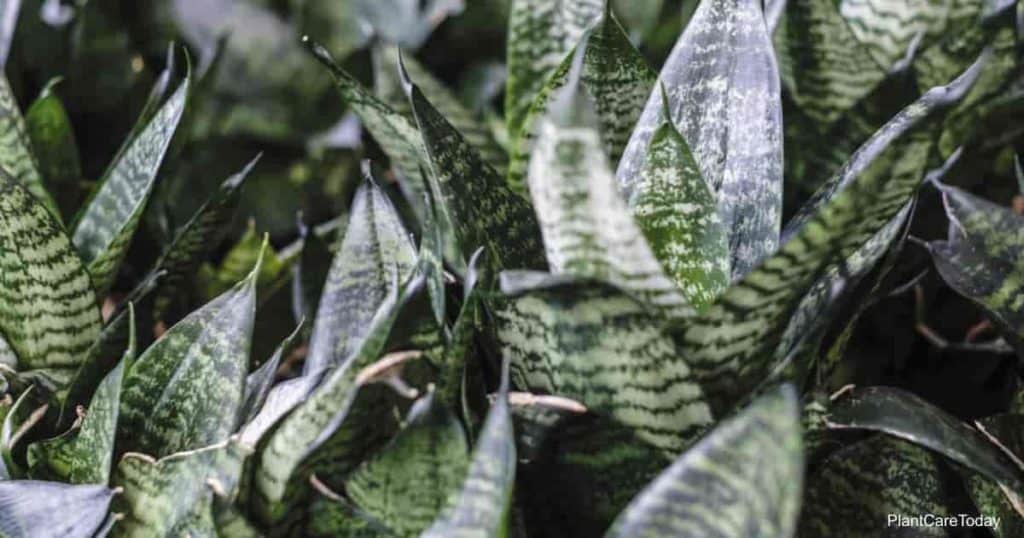 Leaves of the tough Sansevieria Trifasciata