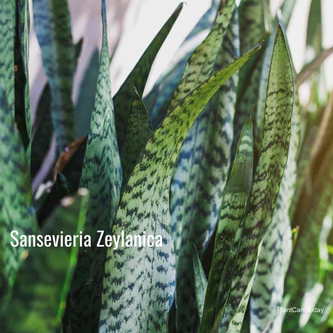 TÌNH YÊU CÂY CỎ ĐV 5 - Page 39 Sansevieria-zeylanica-i1-min