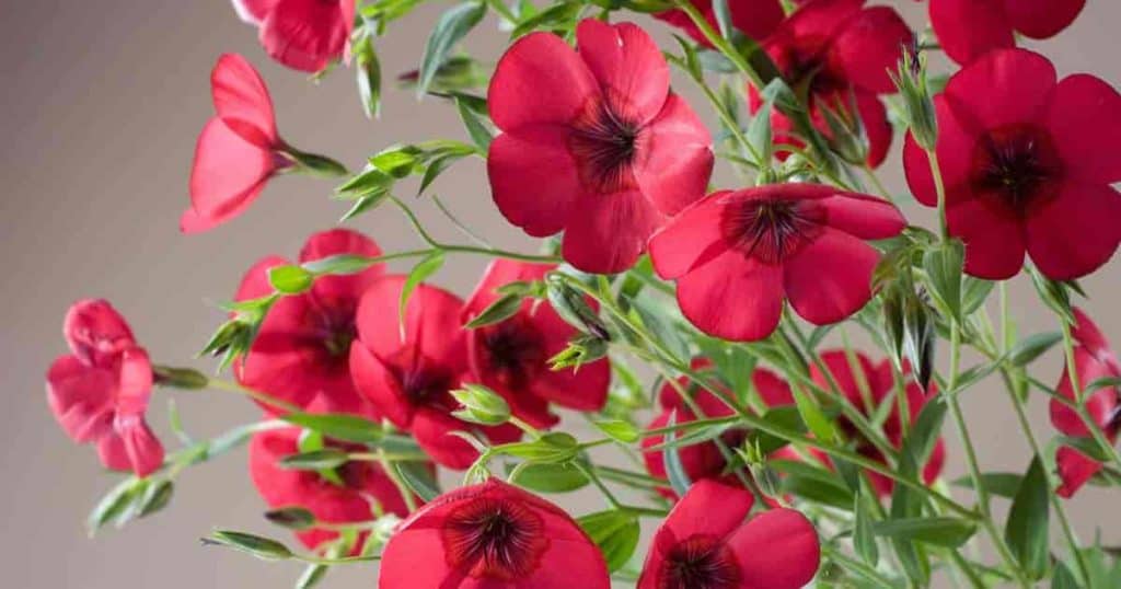 Flowering red Scarlet Flax