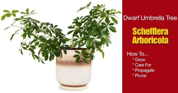 Schefflera Arboricola Plant: Dwarf Umbrella Tree Growing And Care