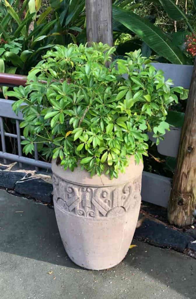 Potted green Dwarf Schefflera