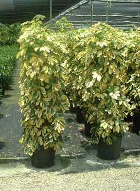 schefflera dazzle growing as a pyramid