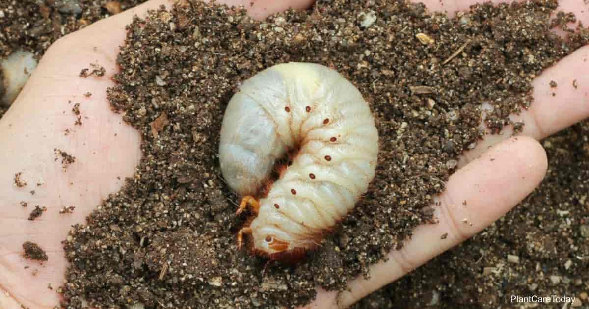 What You Need To Know About Controlling Grubs With Scotts Grubex