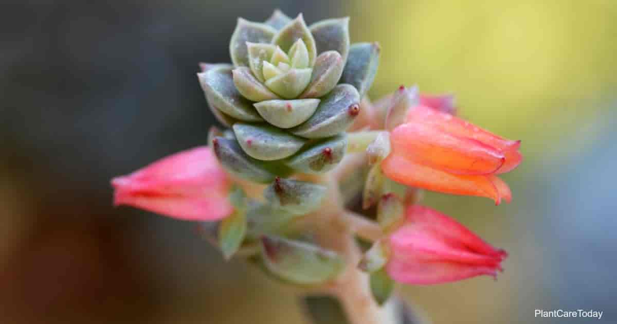Up close Succulent Sedeveria plants