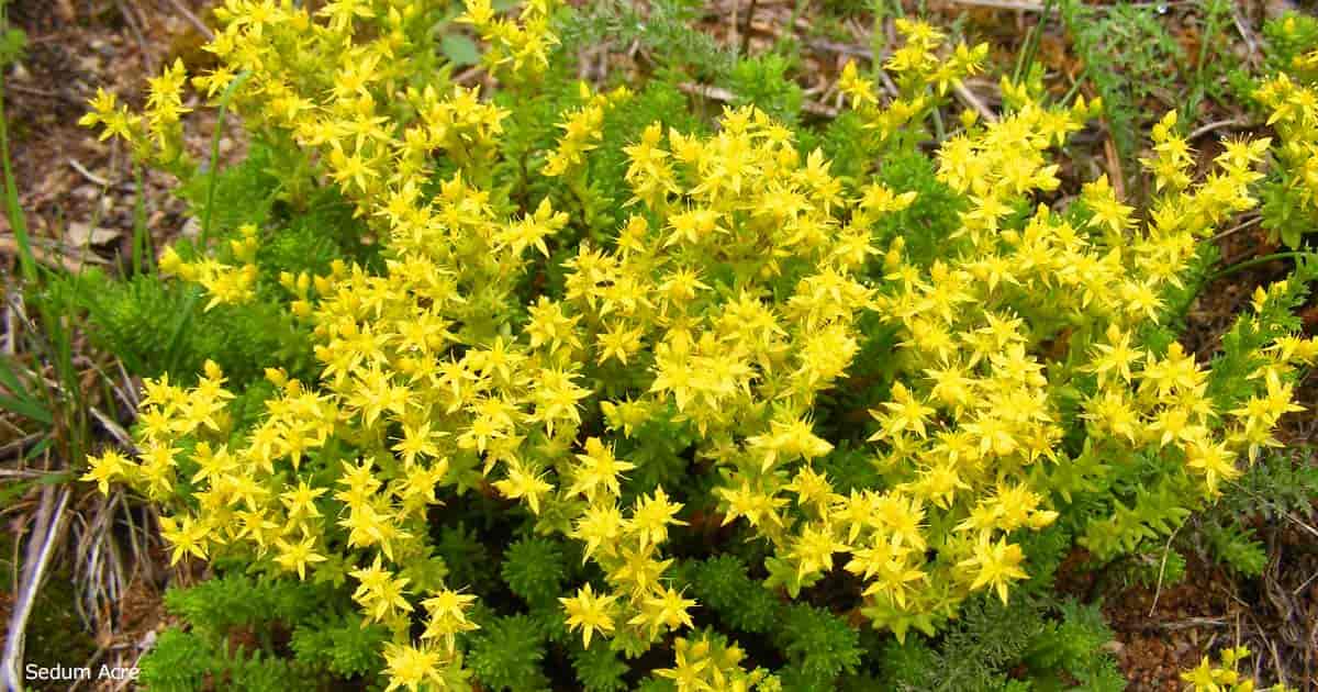 stonecrop ground cover