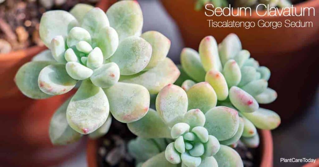 Sedum Clavatum Secondary Kw: Tiscalatengo Gorge Sedum