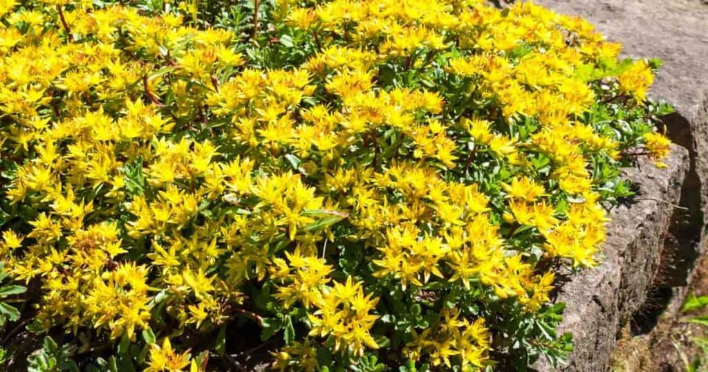 Yellow flowering of the Russian stonecrop sedum