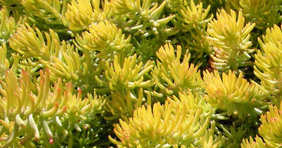 Reflexum Sedum looks like a blue spruce, is drought tolerant and used as a ground cover