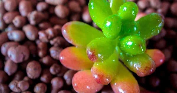  Nahaufnahme von Sedum rubrotinctum - saftige Gummibärchen 