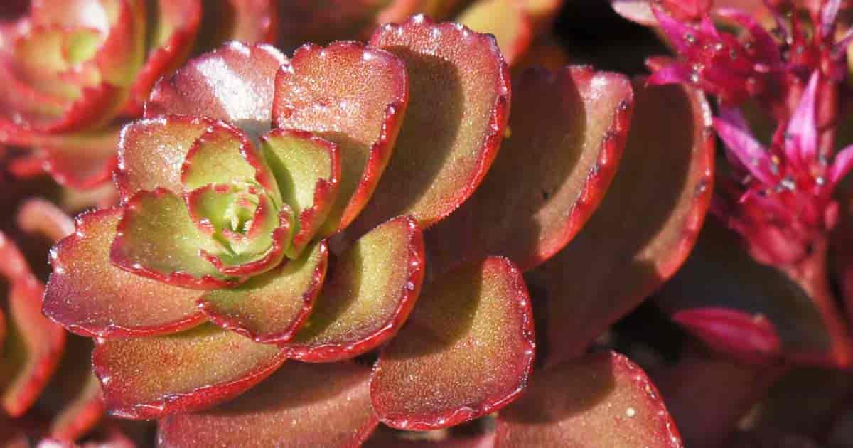 Sedum Spurium Care Learn To Grow And Use The Two Row Stonecrop