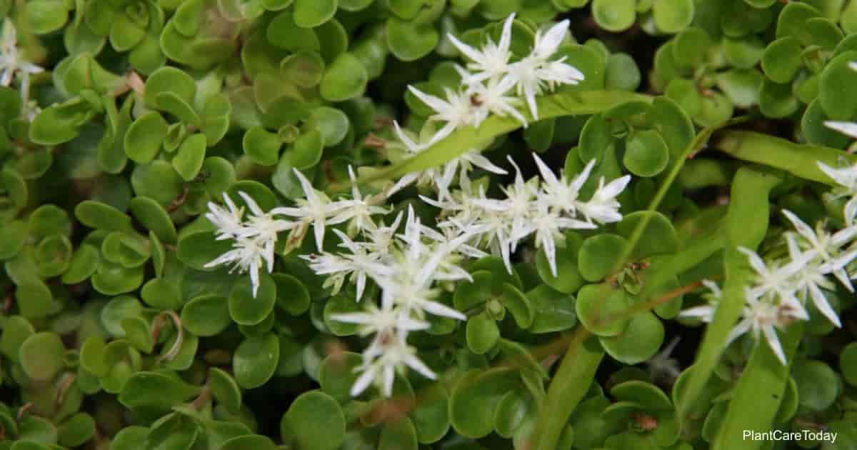 Fleurs de l'orpin des bois (Sedum ternatum)