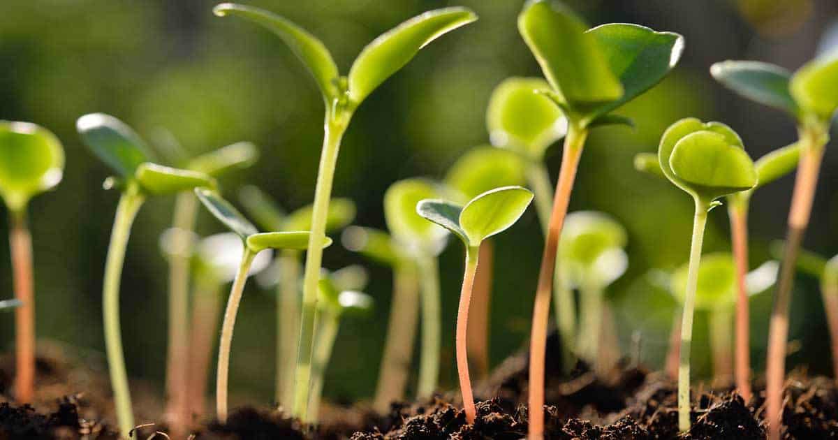 seedlings-epsom-salt-03312016