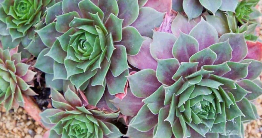 Sempervivum Hens and Chicks