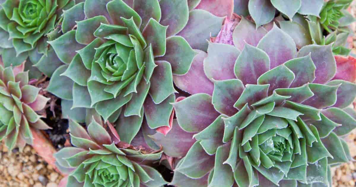 Sempervivum Găini și Puișori