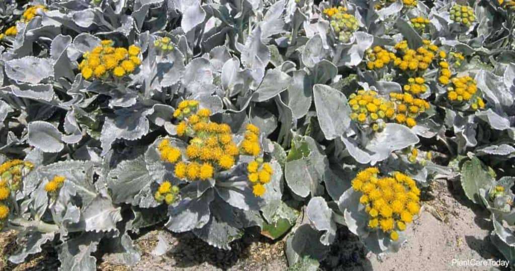 Grayish mounded foliage of Senecio Angel Wings