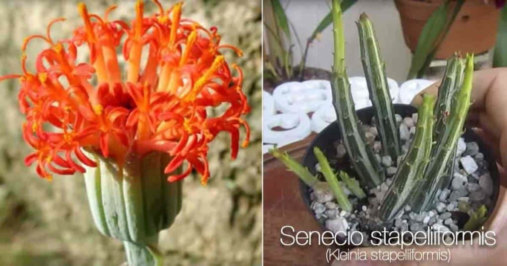 Flowering Pickle Plant - Senecio Stapeliiformis
