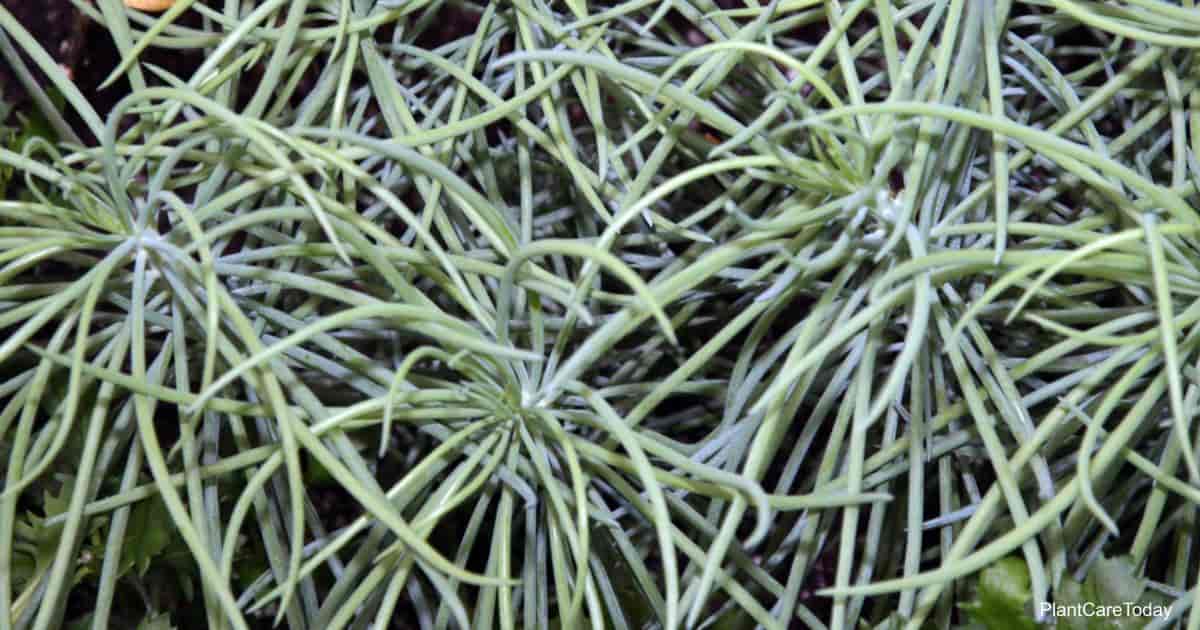 Narrow Leaf Chalksticks (Senecio vitalis)