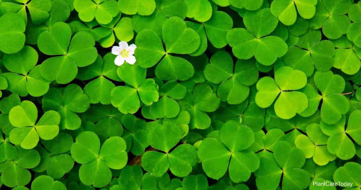 Follaje verde de la planta de trébol (Oxalis)