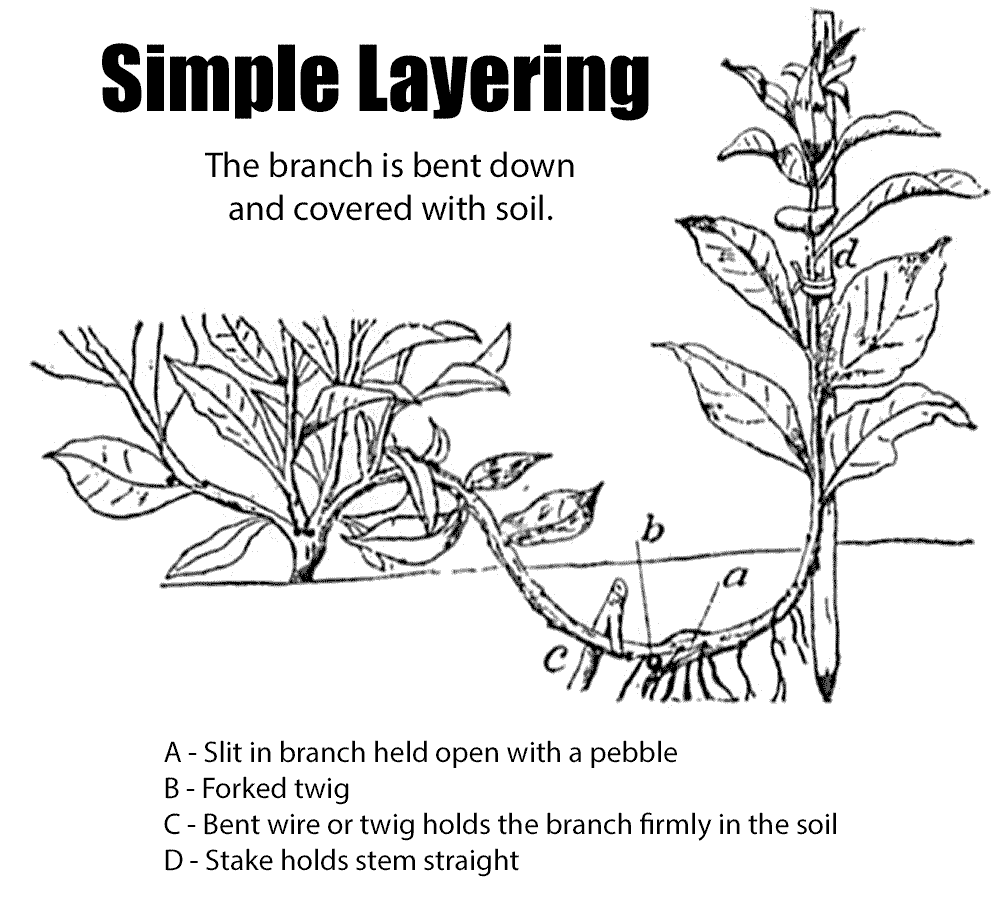 Propagate H carnosa using simple layering.