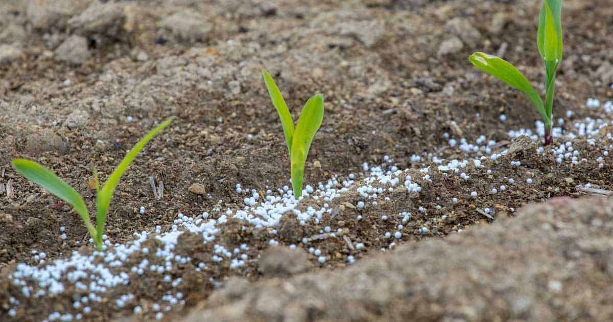 slow release fertilizer on row of seedlings