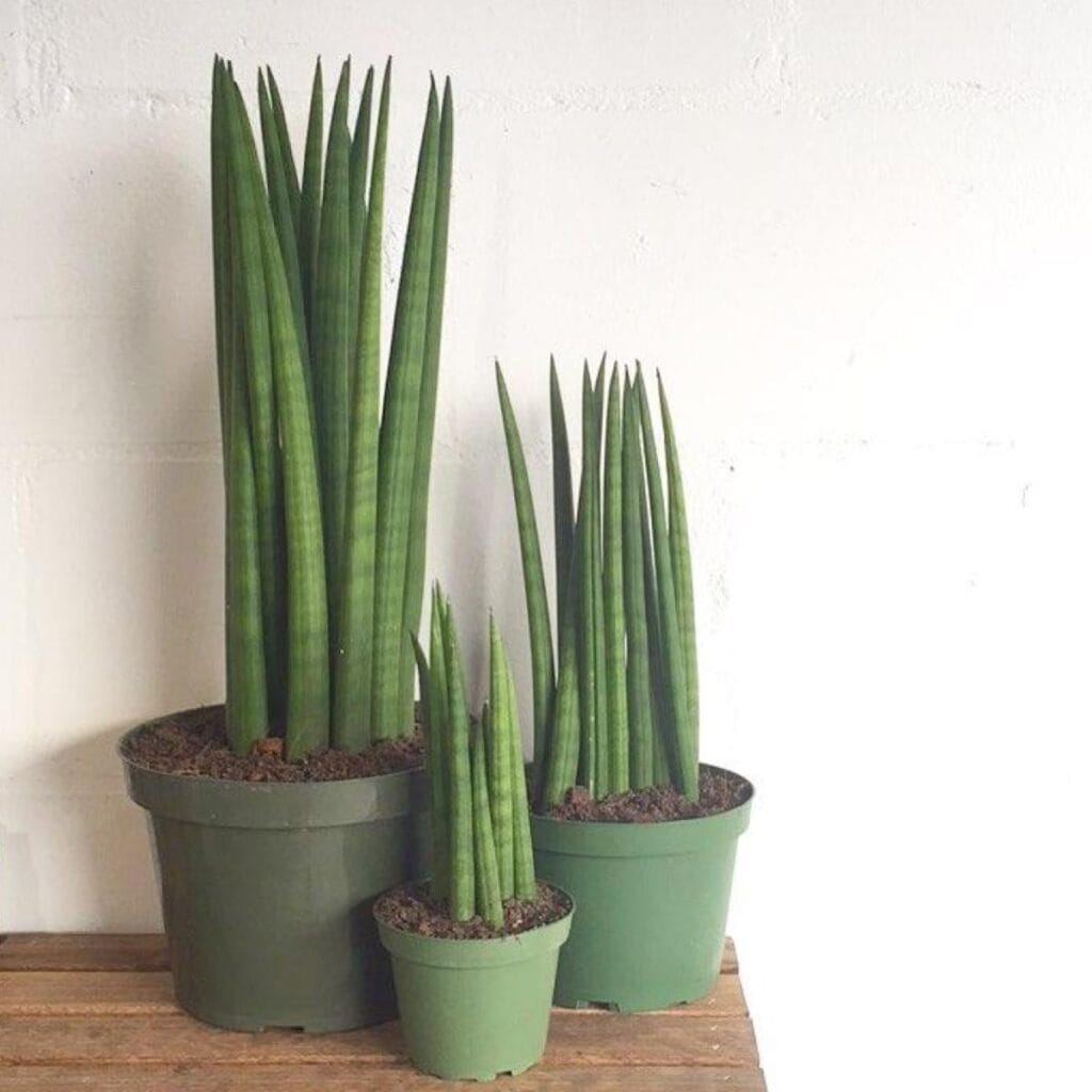 Three green potted plants on a shelf.