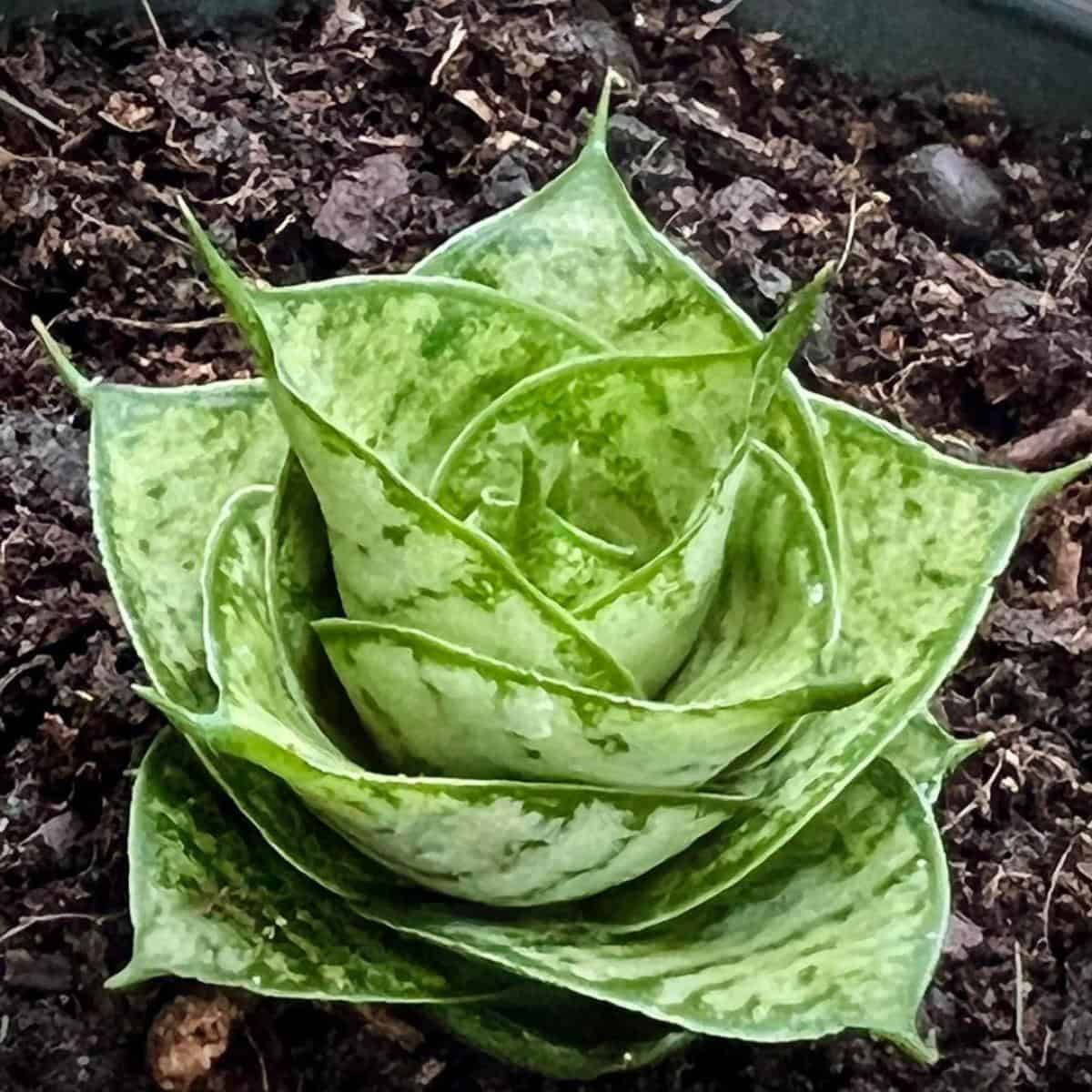 35 Stunning, Rare and Unique Snake Plant Varieties To Collect