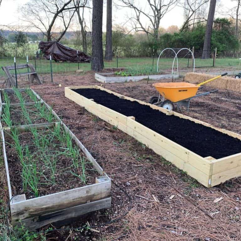 Soil For Raised Beds: How To Make The Best Raised Bed Soil