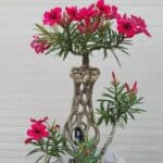 What Causes Desert Rose Root Rot: How To Save Your Adenium
