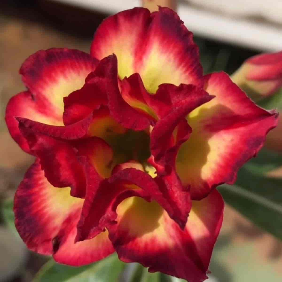 Colorful bloom of modern Adenium hybrid