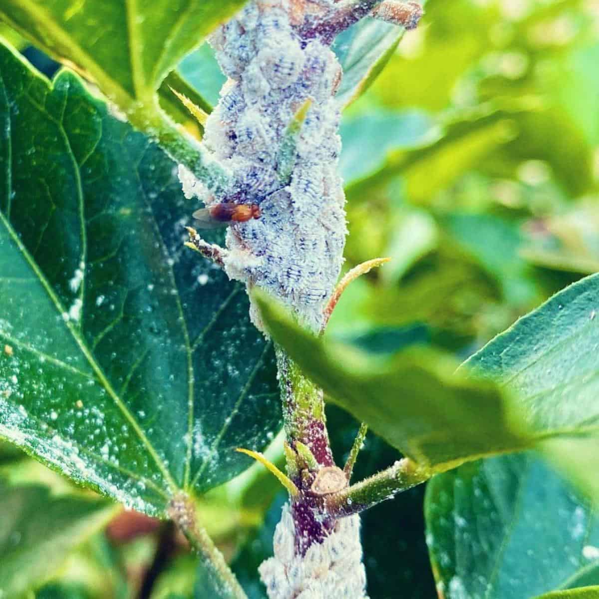 how-do-you-get-rid-of-sticky-white-fuzz-on-plants