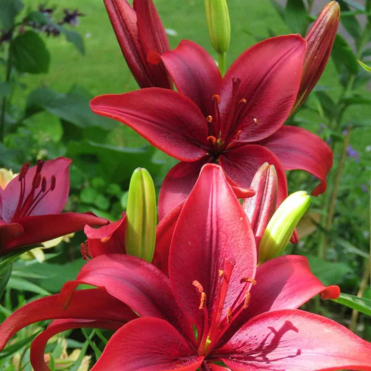 Asiatic Lily Care: How To Grow Asiatic Lilies [UPDATED]