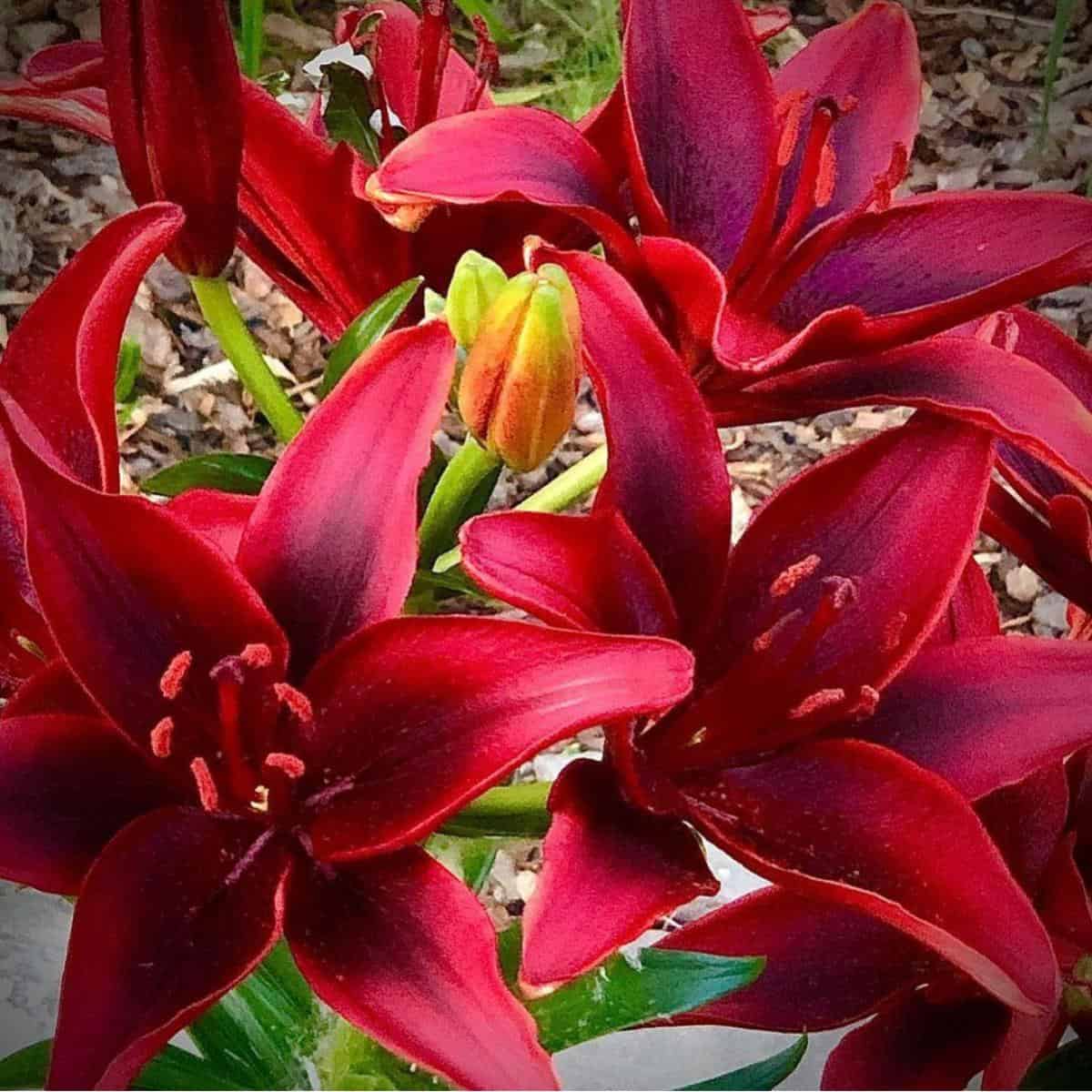 asiatic-lily-care-how-to-grow-asiatic-lilies-updated