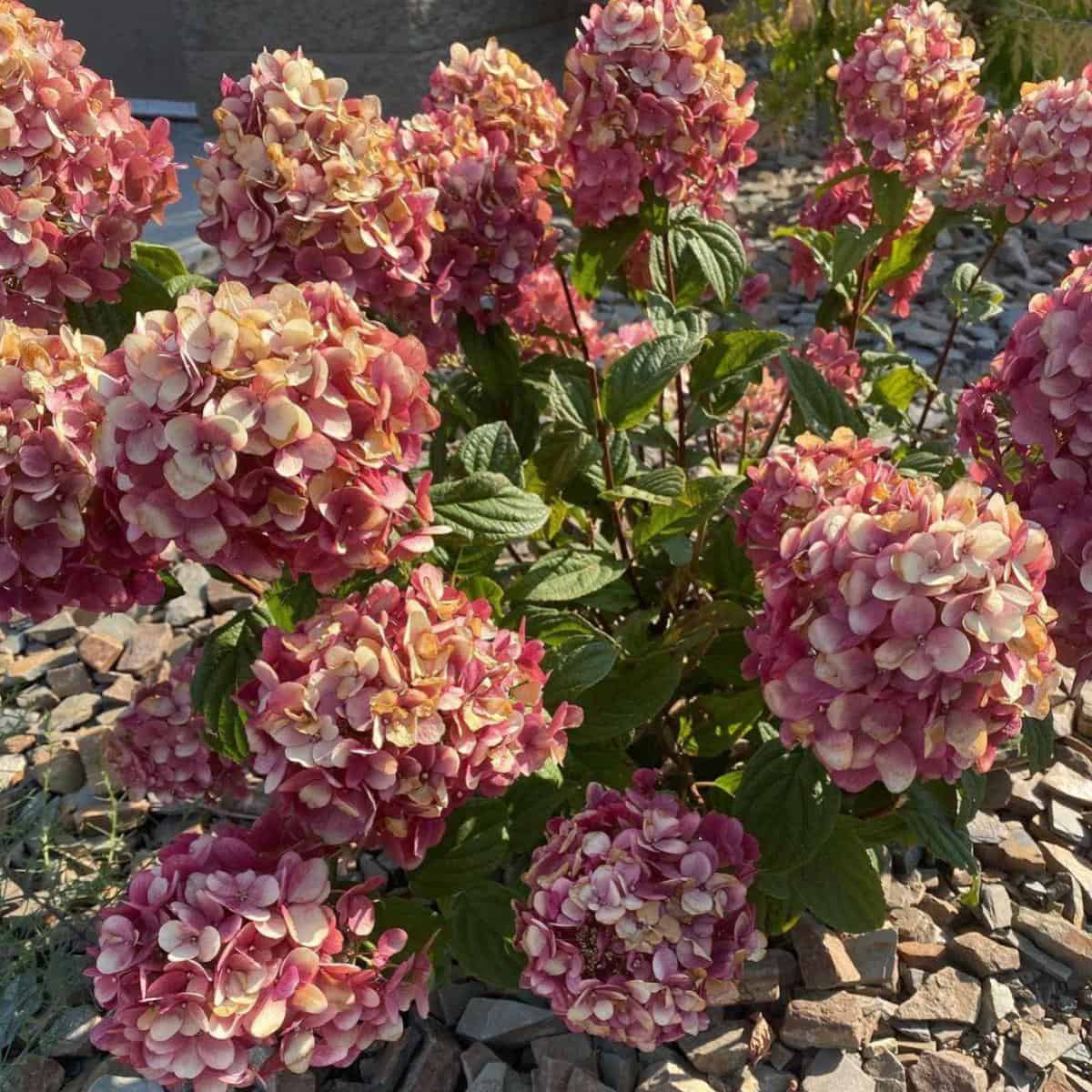 A Guide To Hydrangea Flower Types: Old Wood and New Wood Bloomers