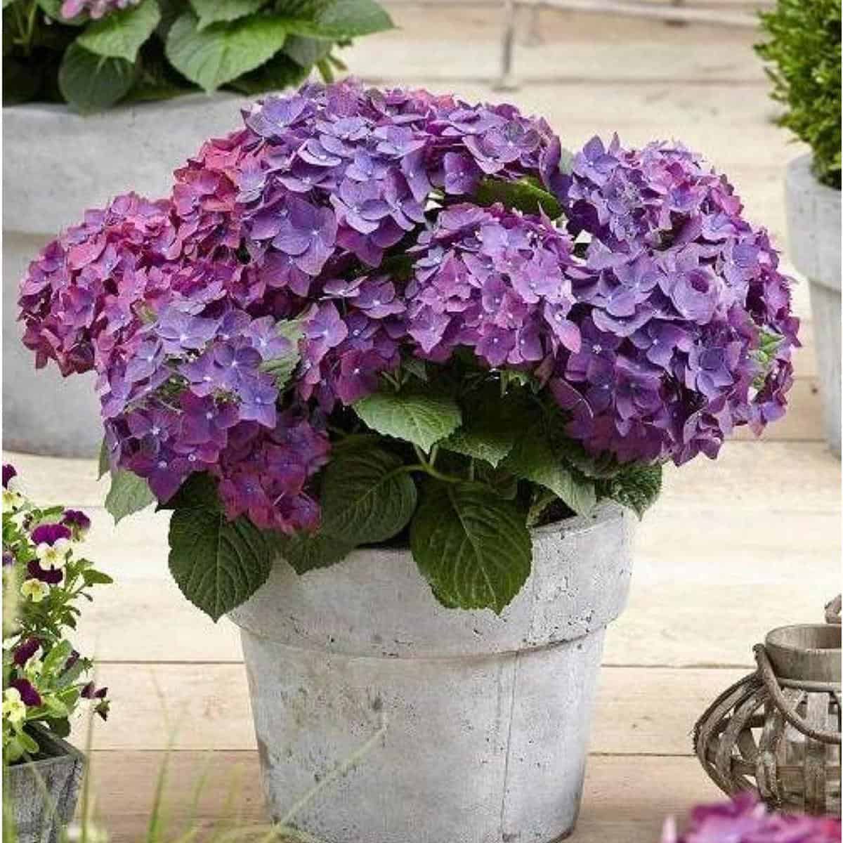 A Guide To Hydrangea Flower Types: Old Wood and New Wood Bloomers