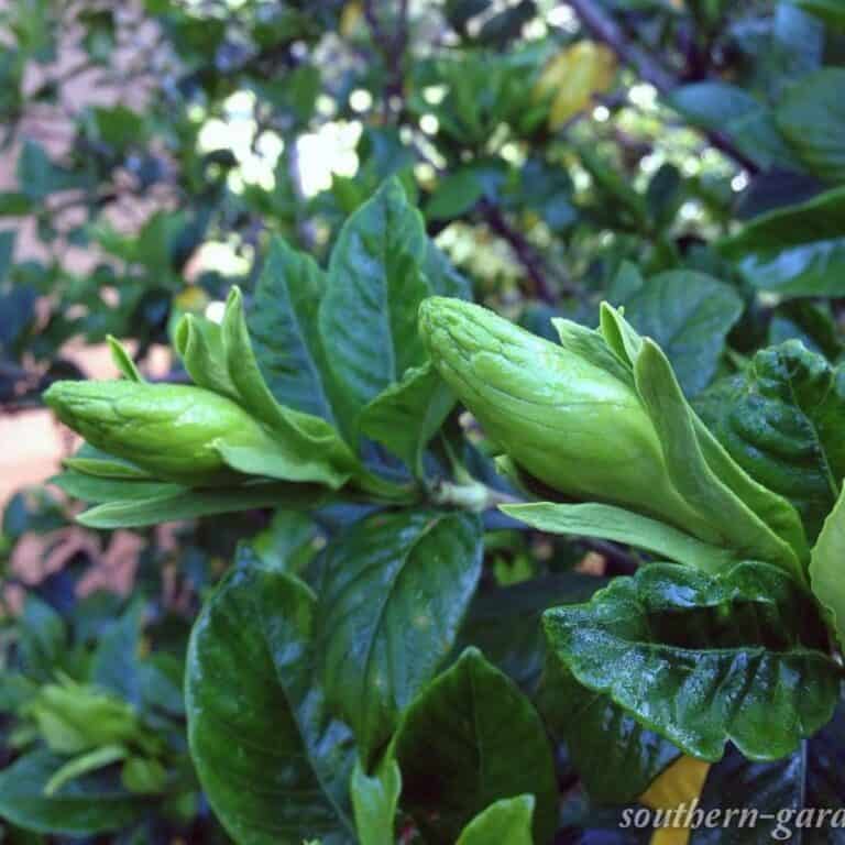 7 Causes For Gardenia Bud Drop Why Gardenias Are Dropping Buds