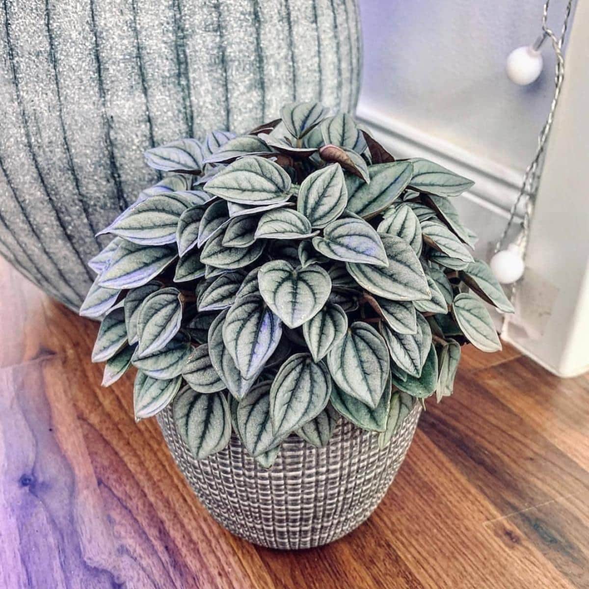 Peperomia Napoli Nights