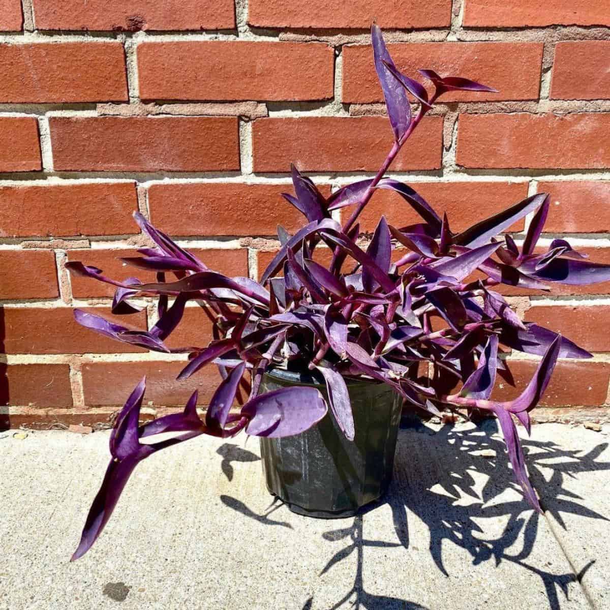 Tradescantia Pallida Care: Growing The Purple Heart Plant