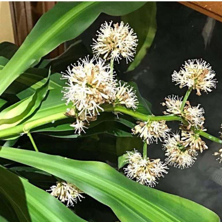 Dracaena Fragrans - That's How It Got Its Name