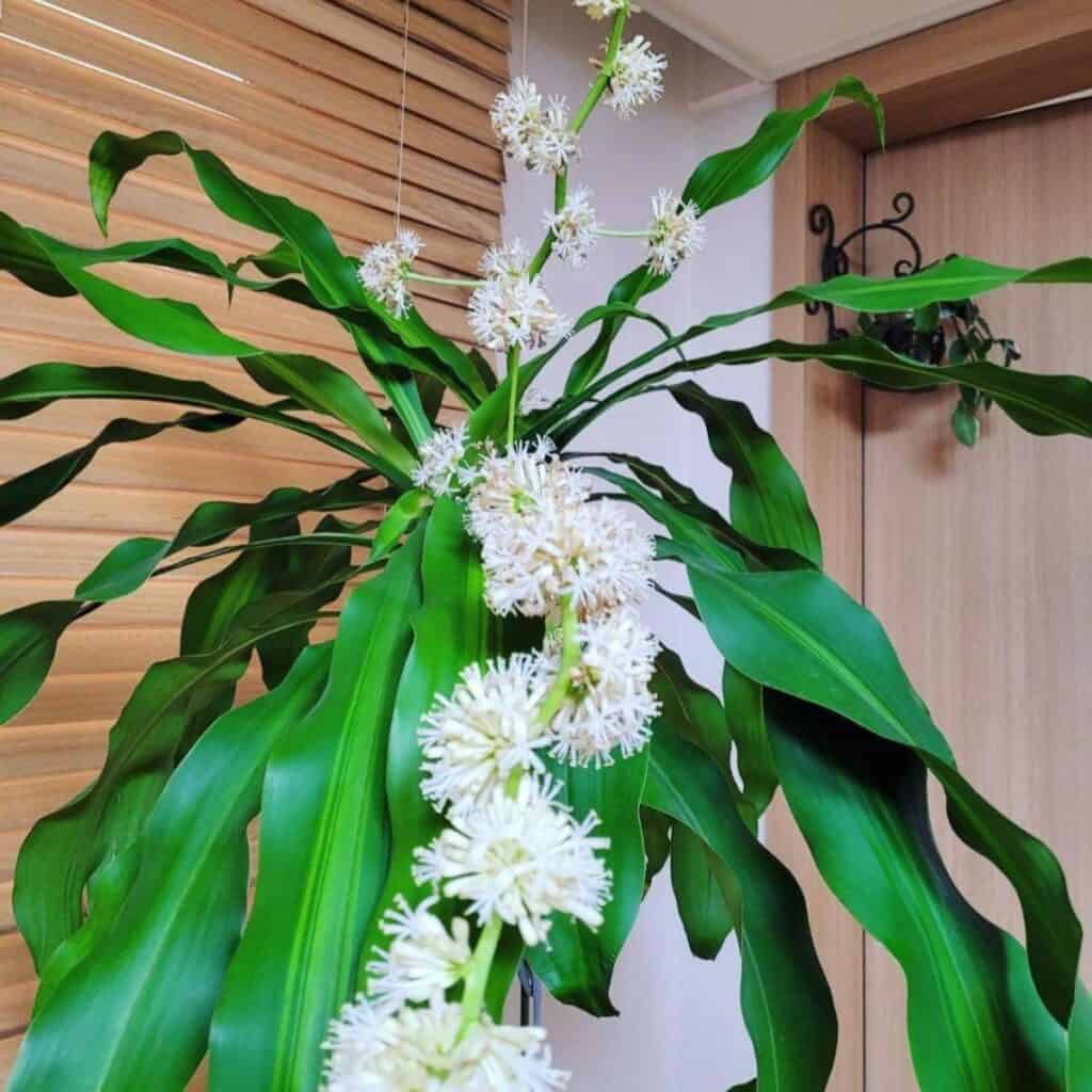 Dracaena Fragrans That s How It Got Its Name