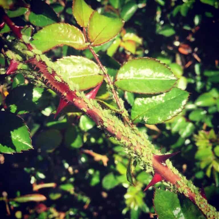 How To Control Aphids on Roses With A Home Remedy